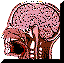 Anatomy & Physiology 1